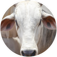 PRODUTOS VETERINÁRIOS